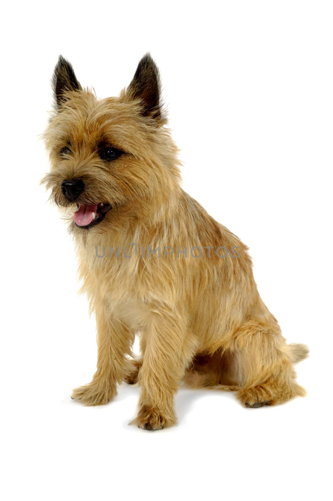 Sweet sad dog is sitting on a white background. The breed of the dog is a Cairn Terrier.