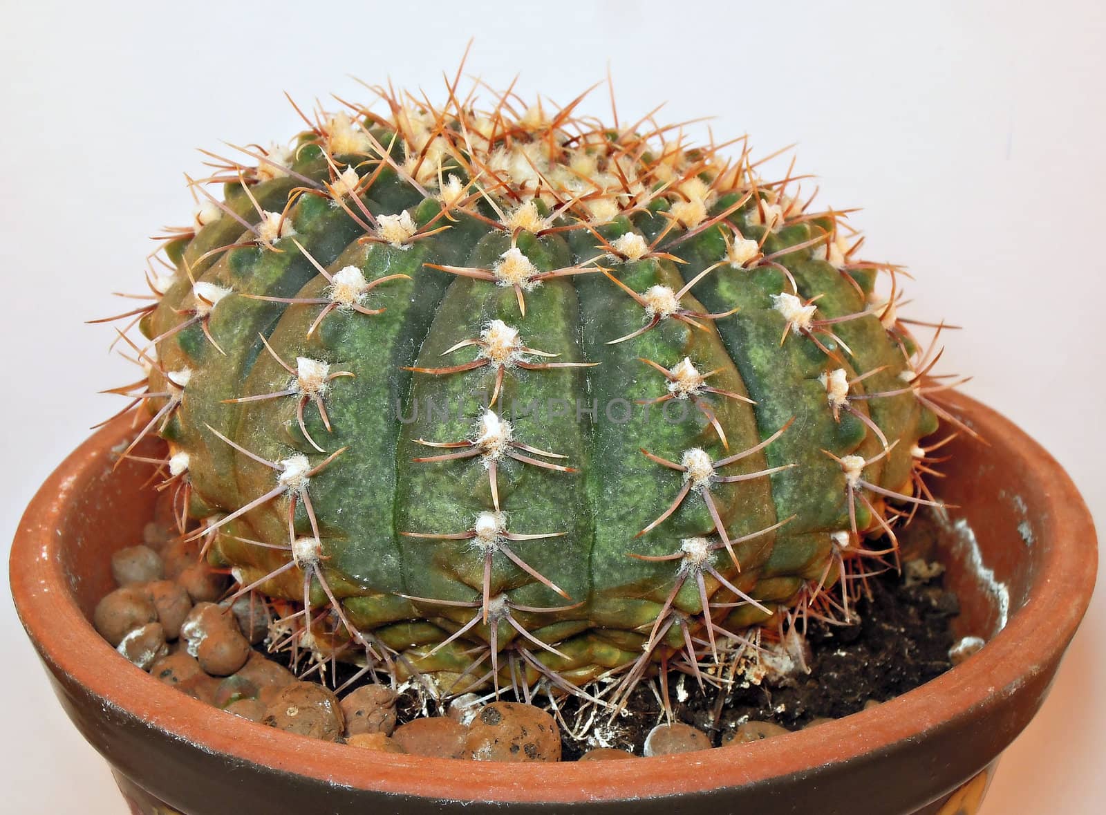 Green cactus in pot with some needles isolated on white background