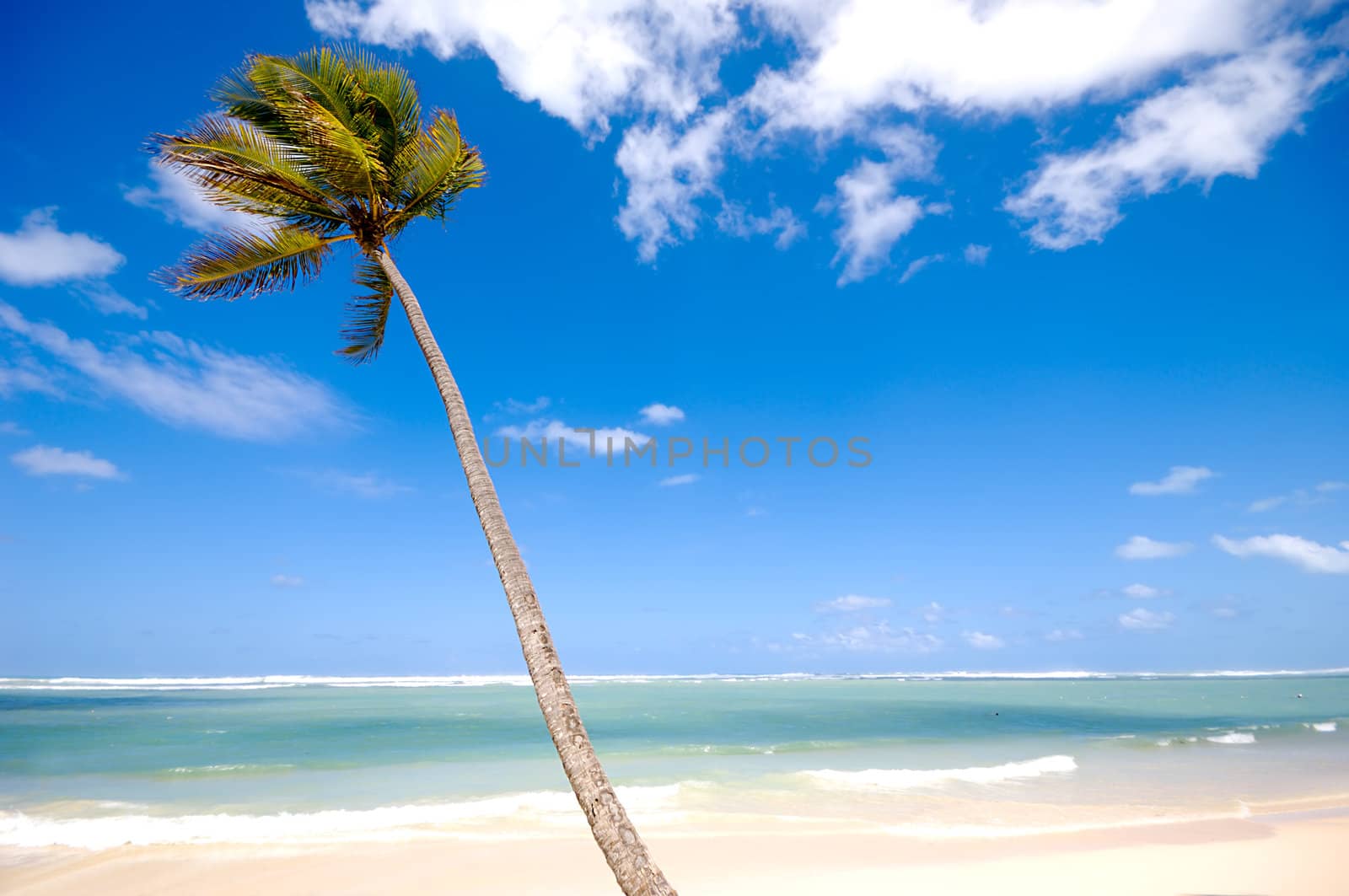 Palm hanging over exotic caribbean beach with the coast in the background.