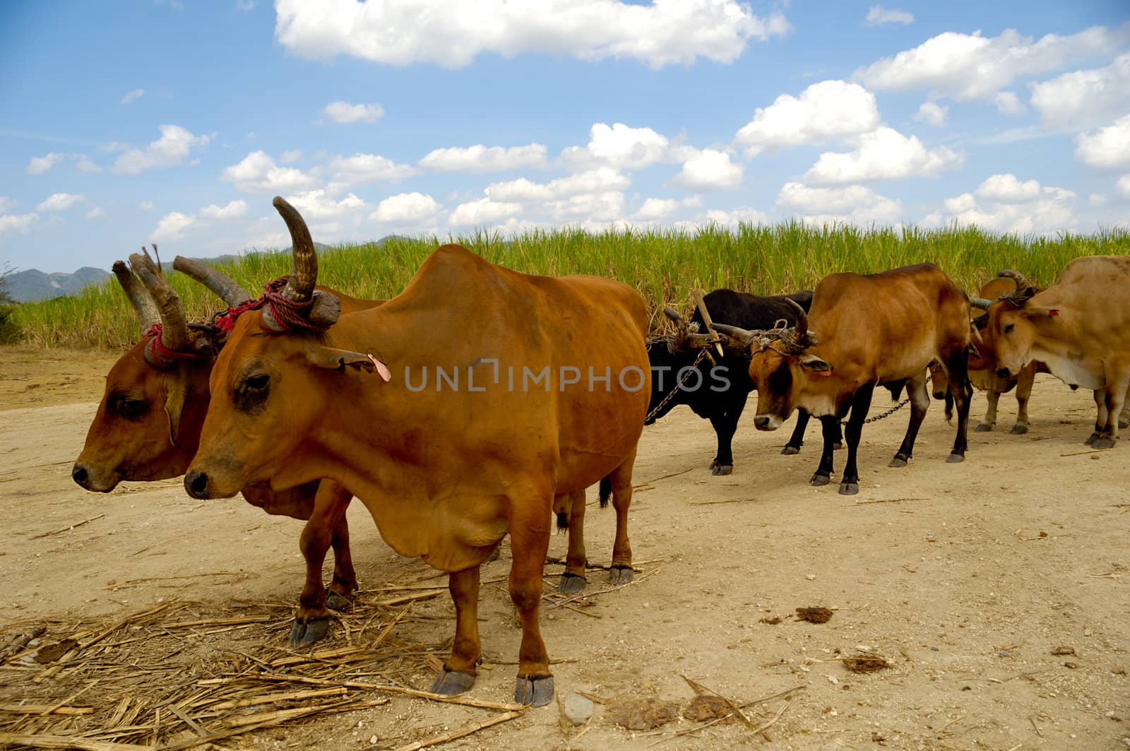 Oxes in sugar cane field. by cfoto