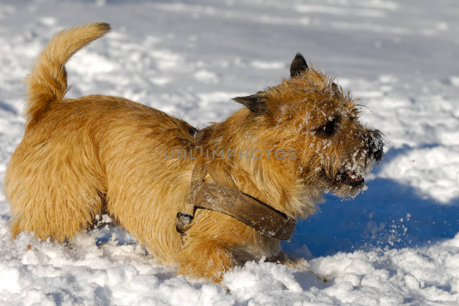 A dog standing in the snow looking. The breed of the dog is a Cairn Terrier.