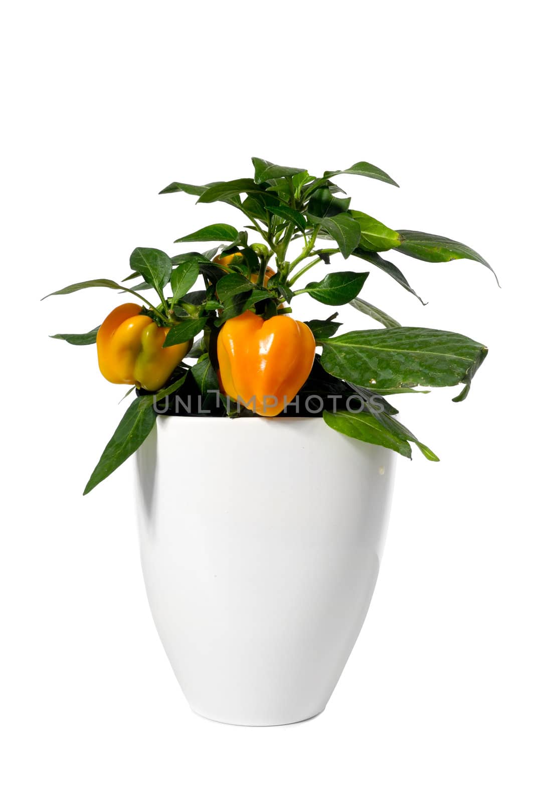 Orange pepper is growing in pot. Isolated on a white background.