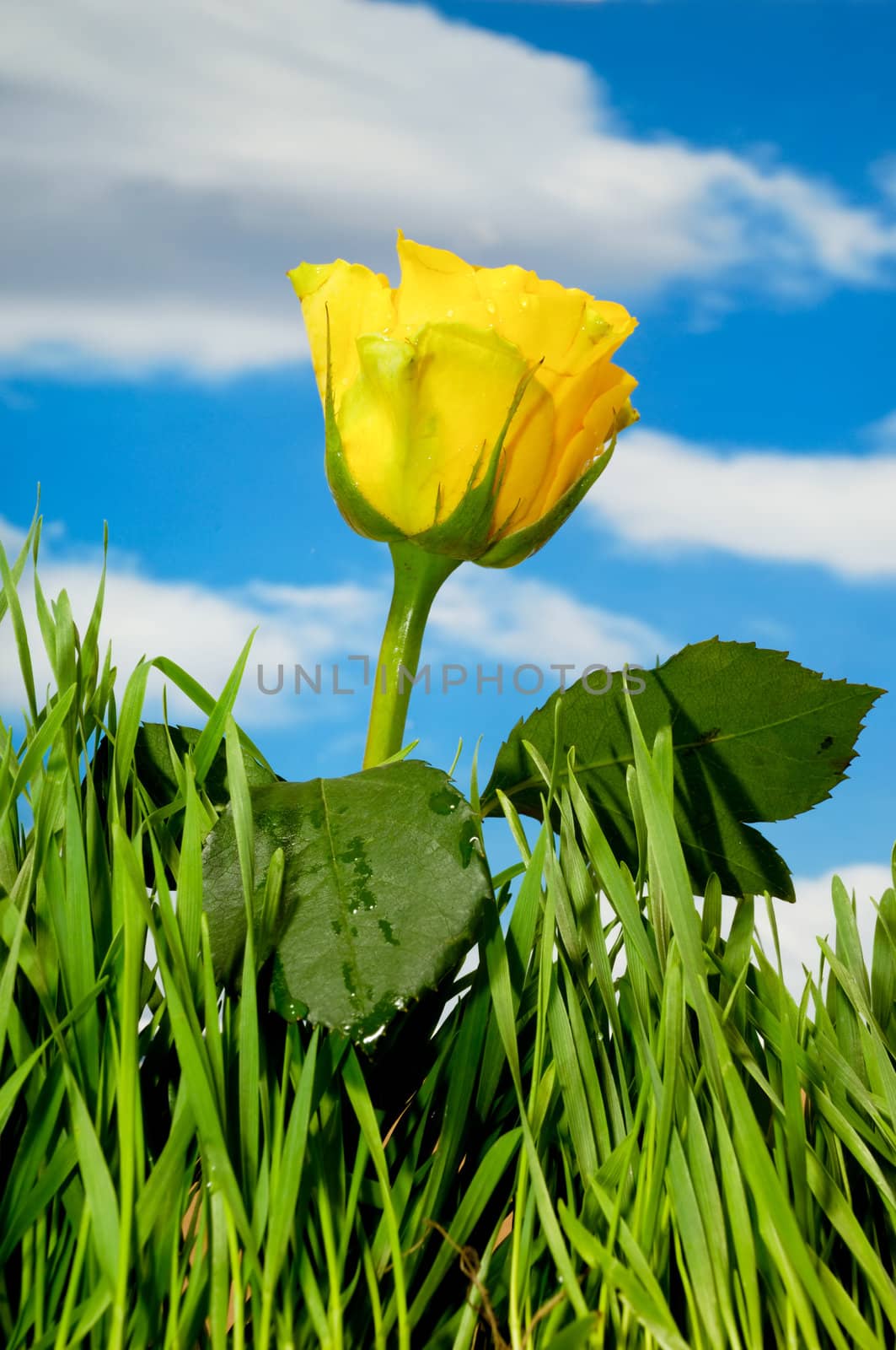 Yellow rose and clouds by cfoto