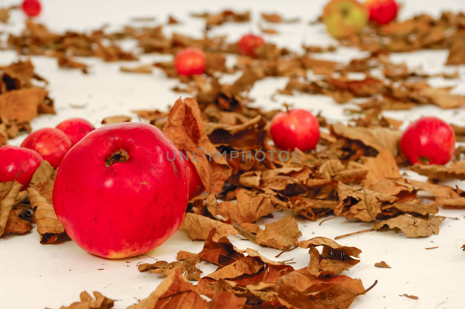 Red apples and old leafs. Studio shot.