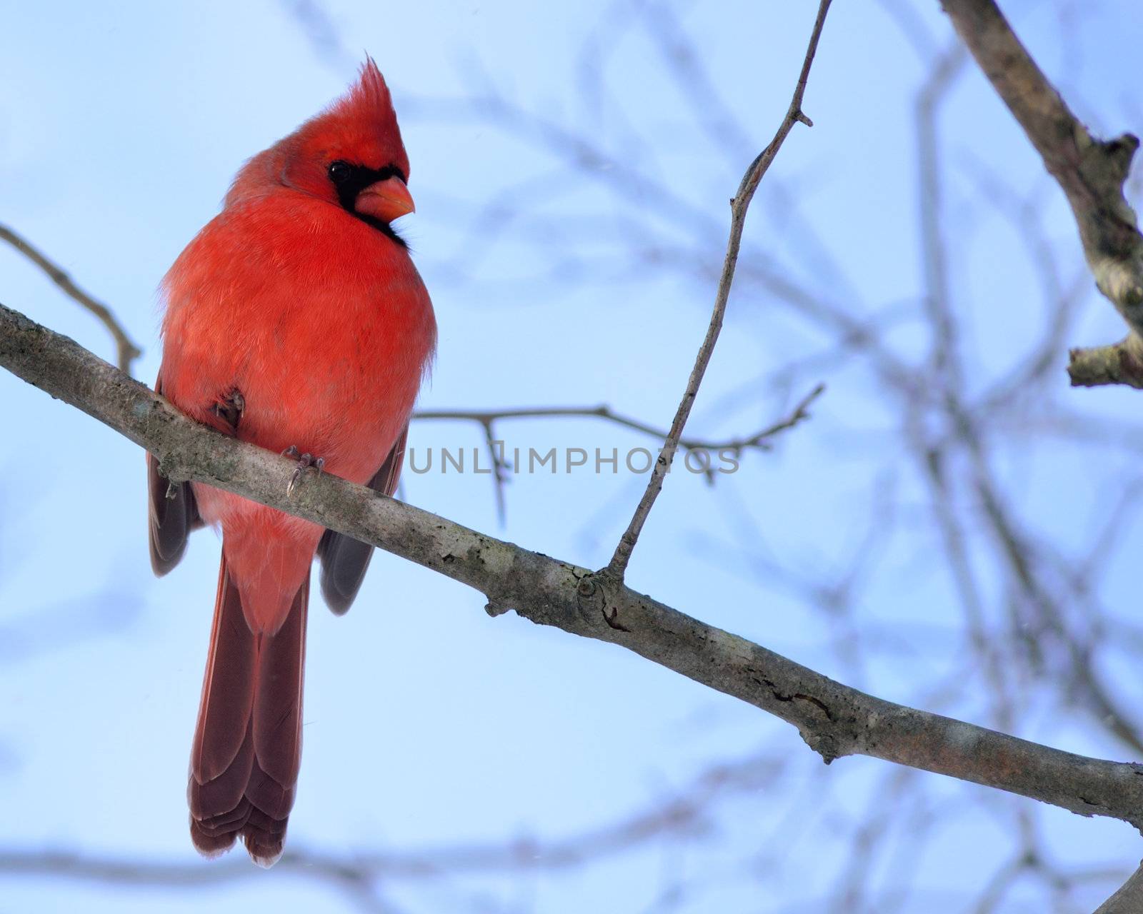 A male Cardinal perched on a tree branch.