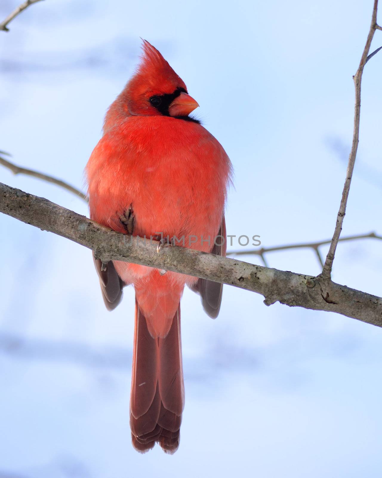 A male Cardinal perched on a tree branch.