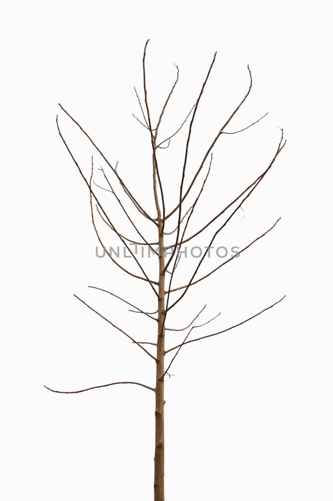 lonely young tree, without leaves, isolated on white background