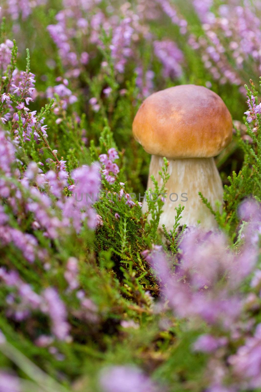 Small boletus on the background of violet heather in the forest