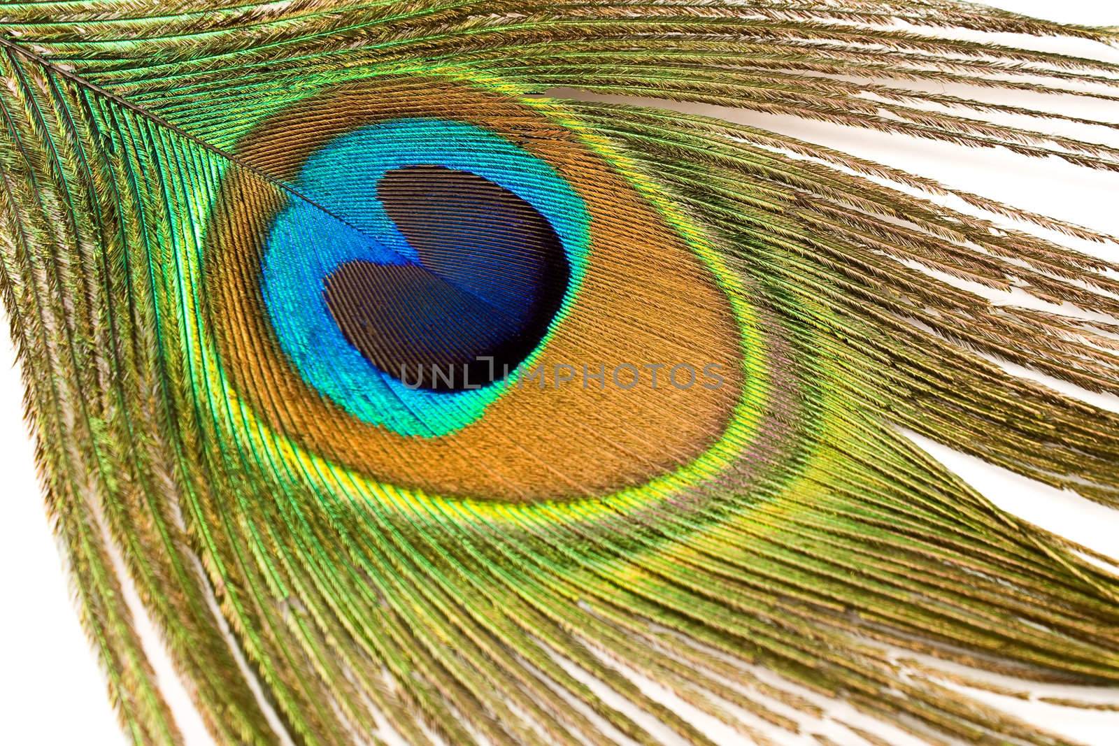 Close up of a peacock feather