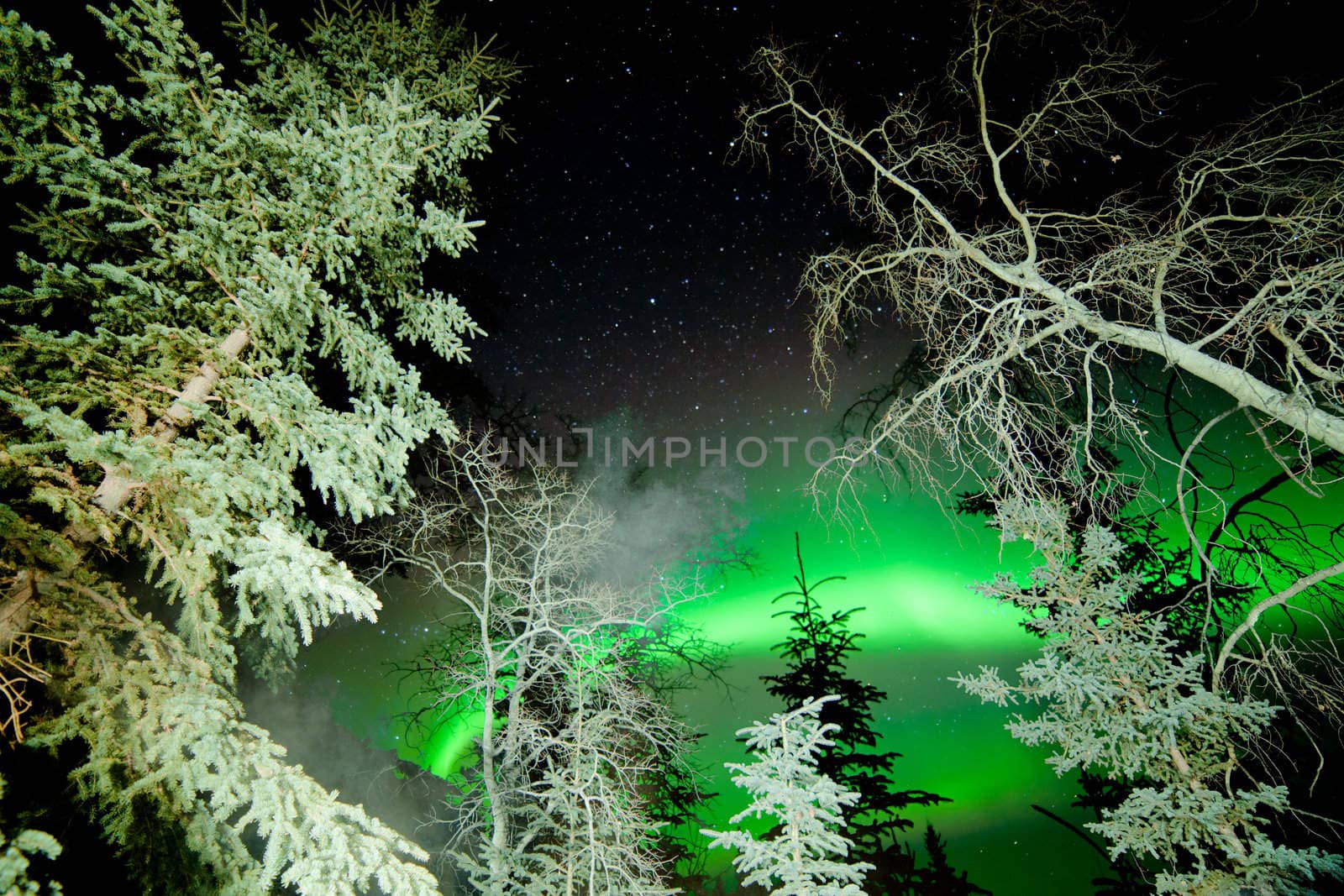 Astrophotography star trails with green glowing display of Northern Lights or Aurora borealis over boreal forest or taiga of Yukon Territory  Canada