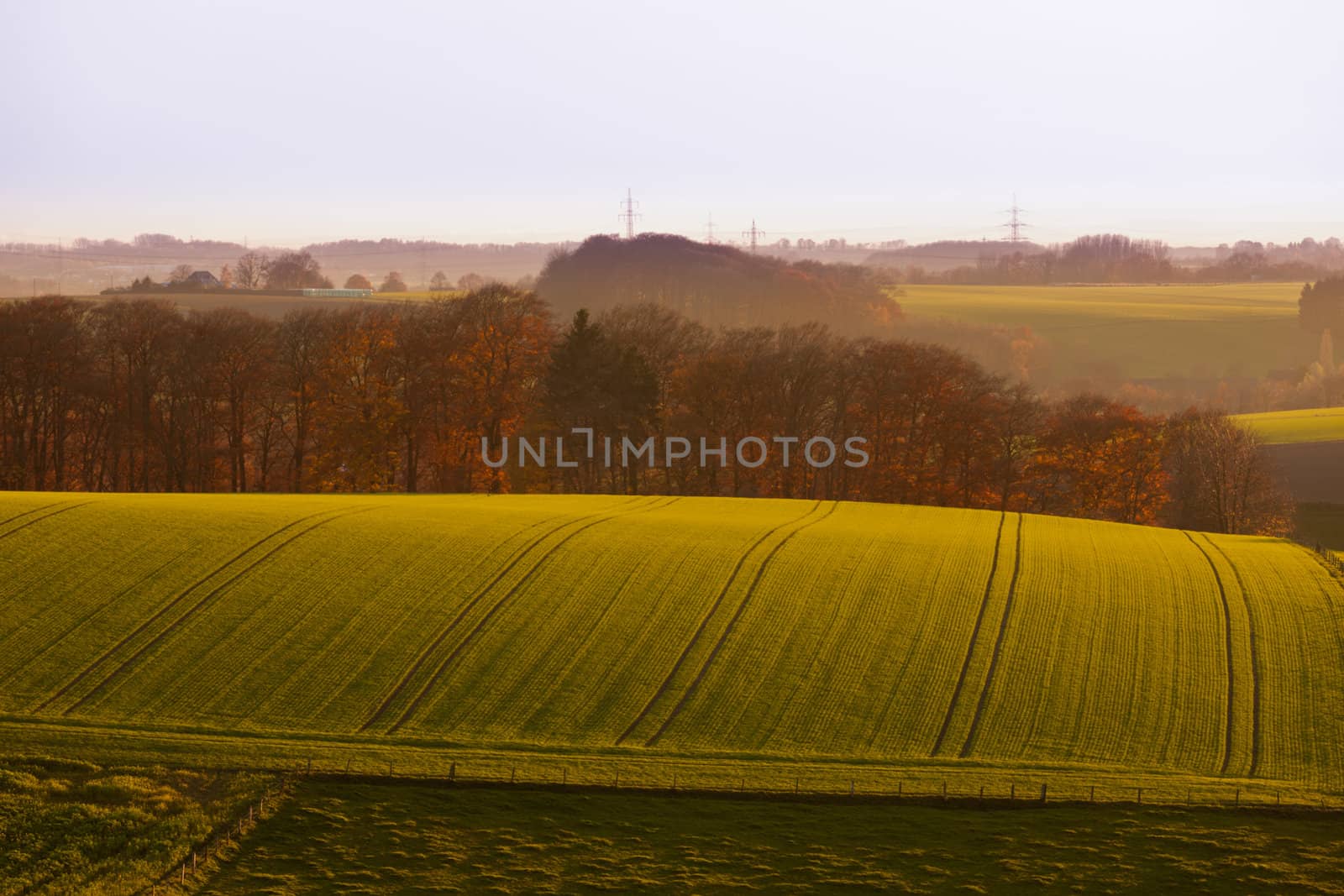 Gently rolling landscape of farmland with ploughed fields  copses of trees and shallow valleys shrouded in a fine mist in evening light near Duesseldorf  Germany  Europe