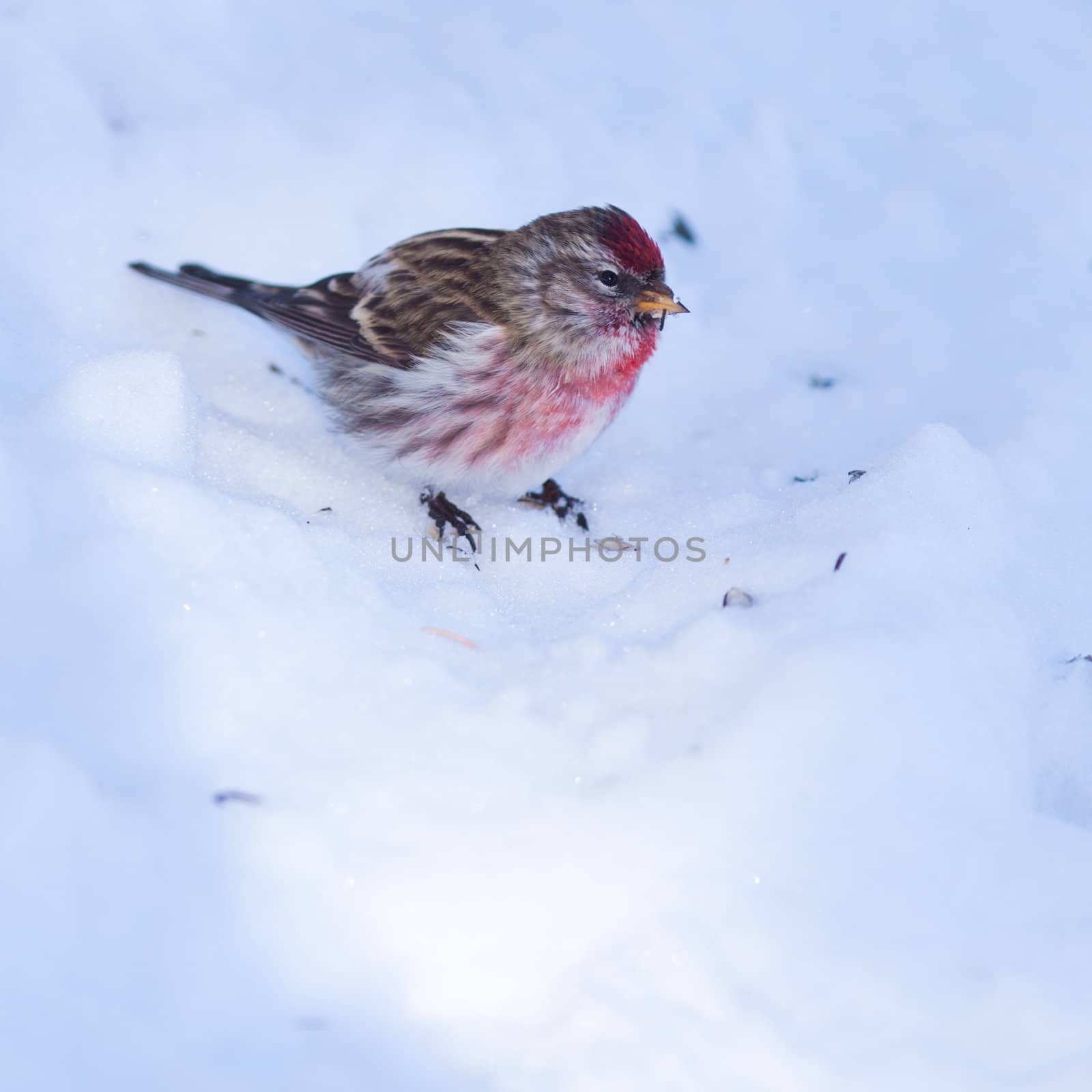 Common redpoll Carduelis flammea small passerine bird feeding on seeds on snowy ground