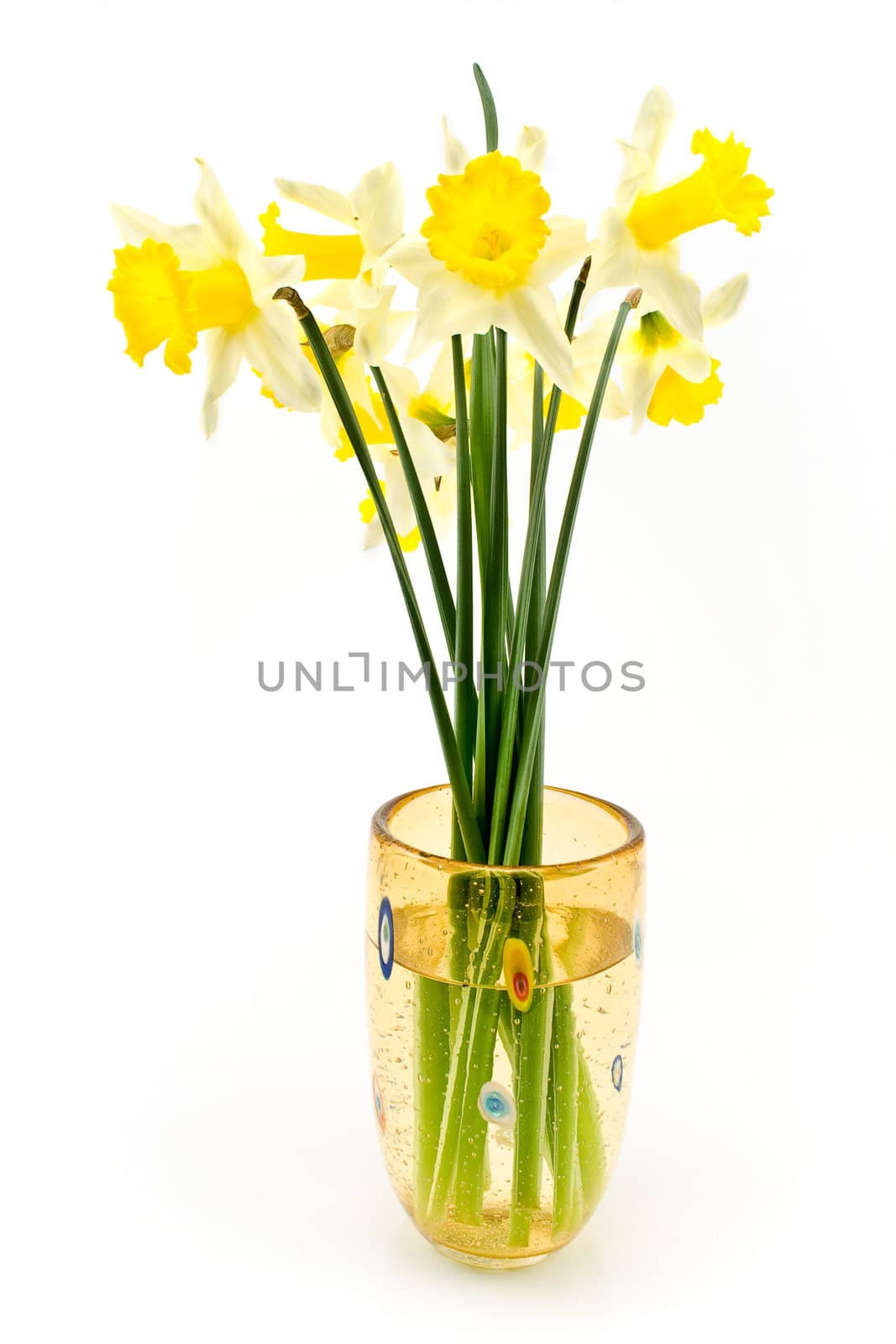 A bouquet of yellow daffodils narcissus isolated on white