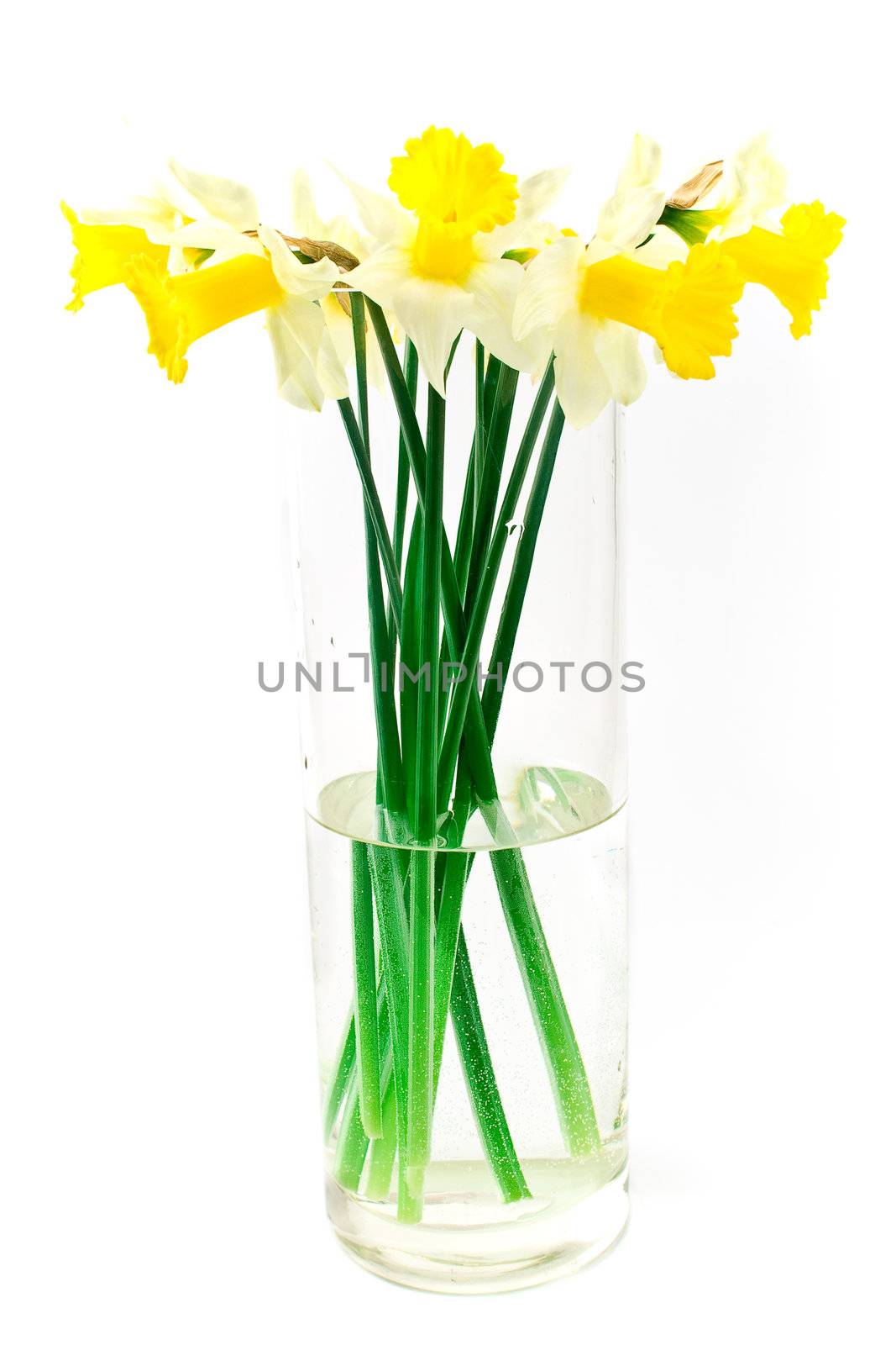 Yellow daffodils narcissus in big glass vase isolated on white