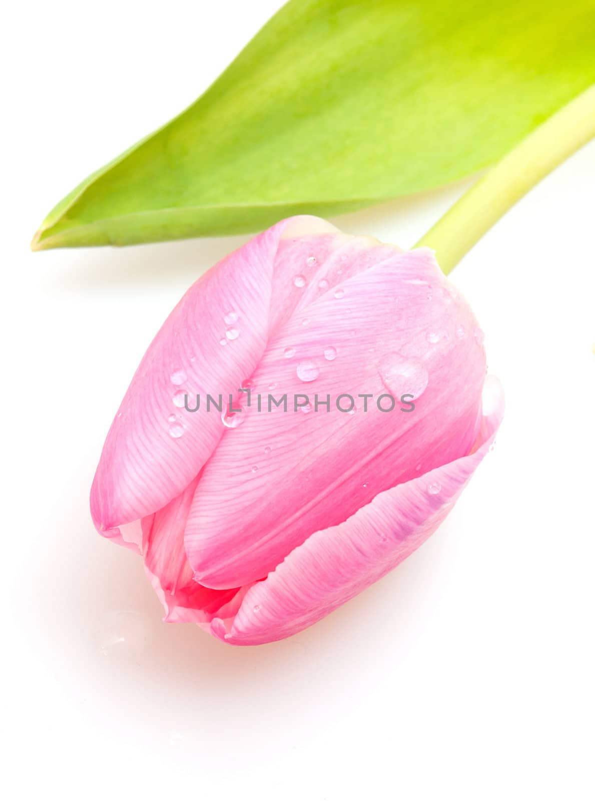 Closeup of  Fresh Pink Tulip on White Background