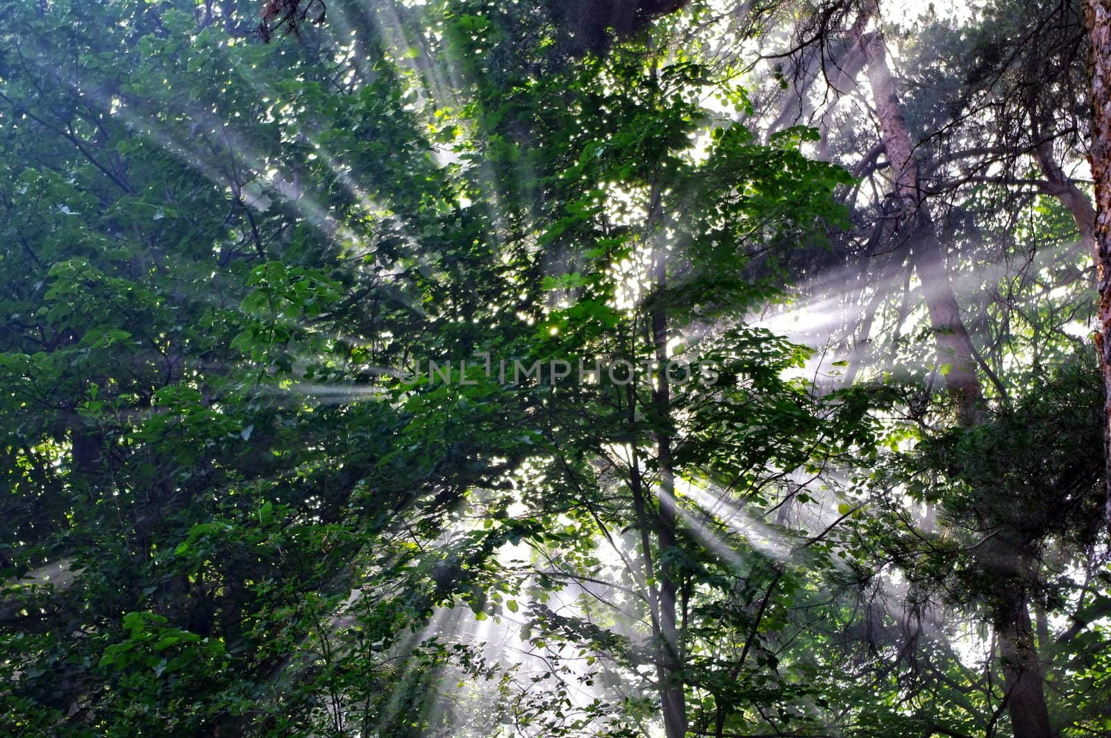 Background with rays of sun in the forest