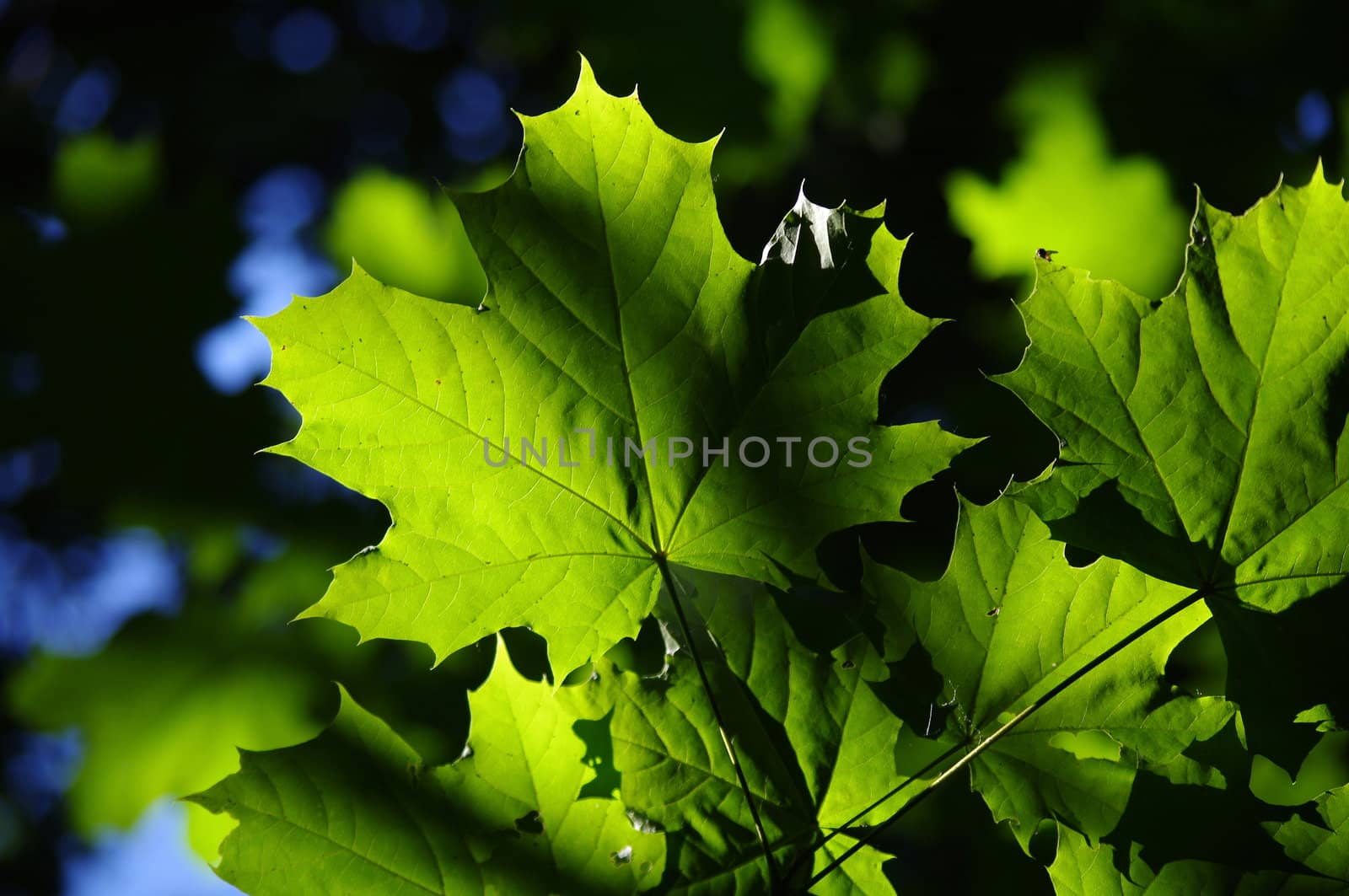 background with green maple leaves