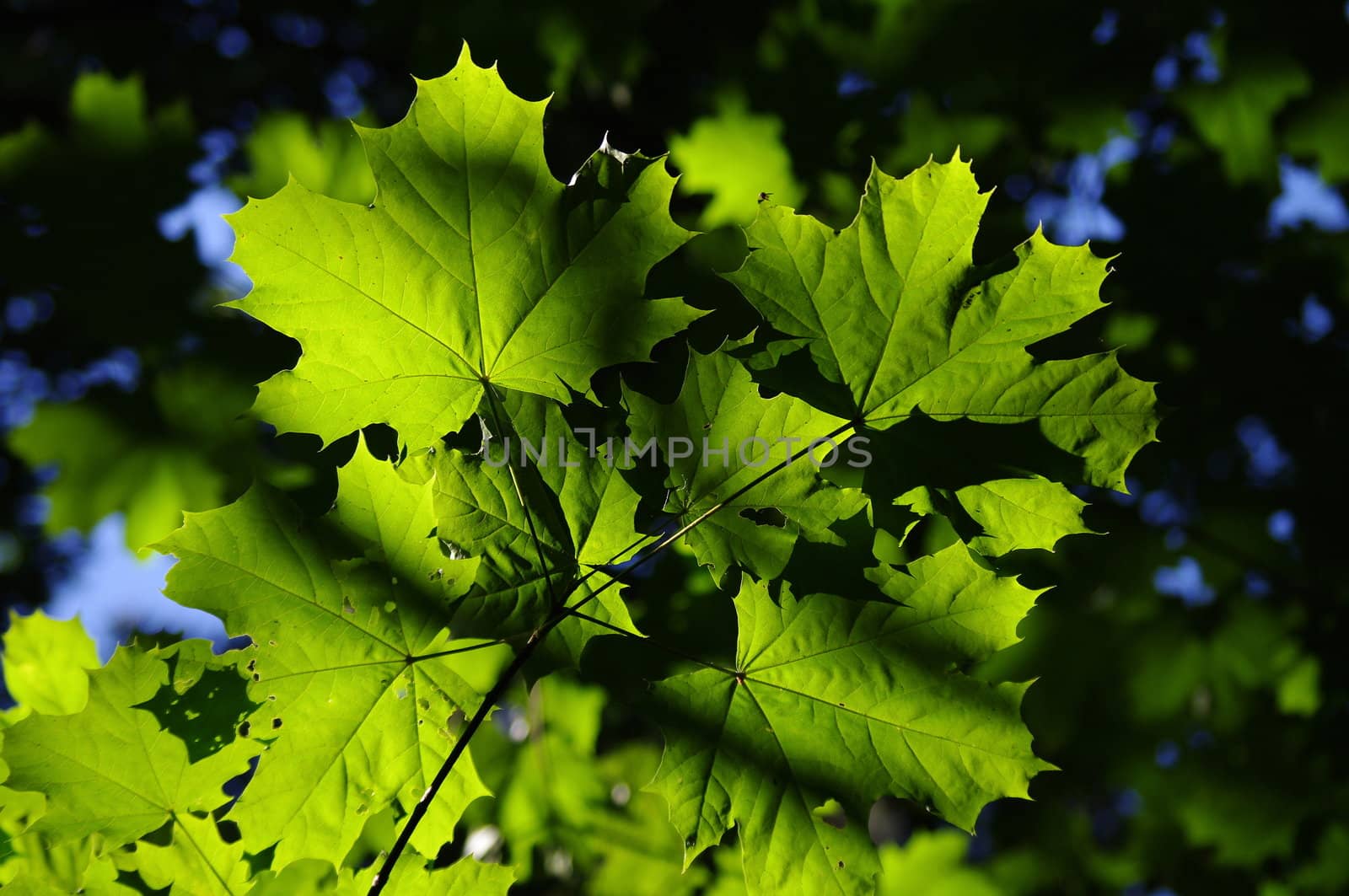 background with green maple leaves by Stoyanov