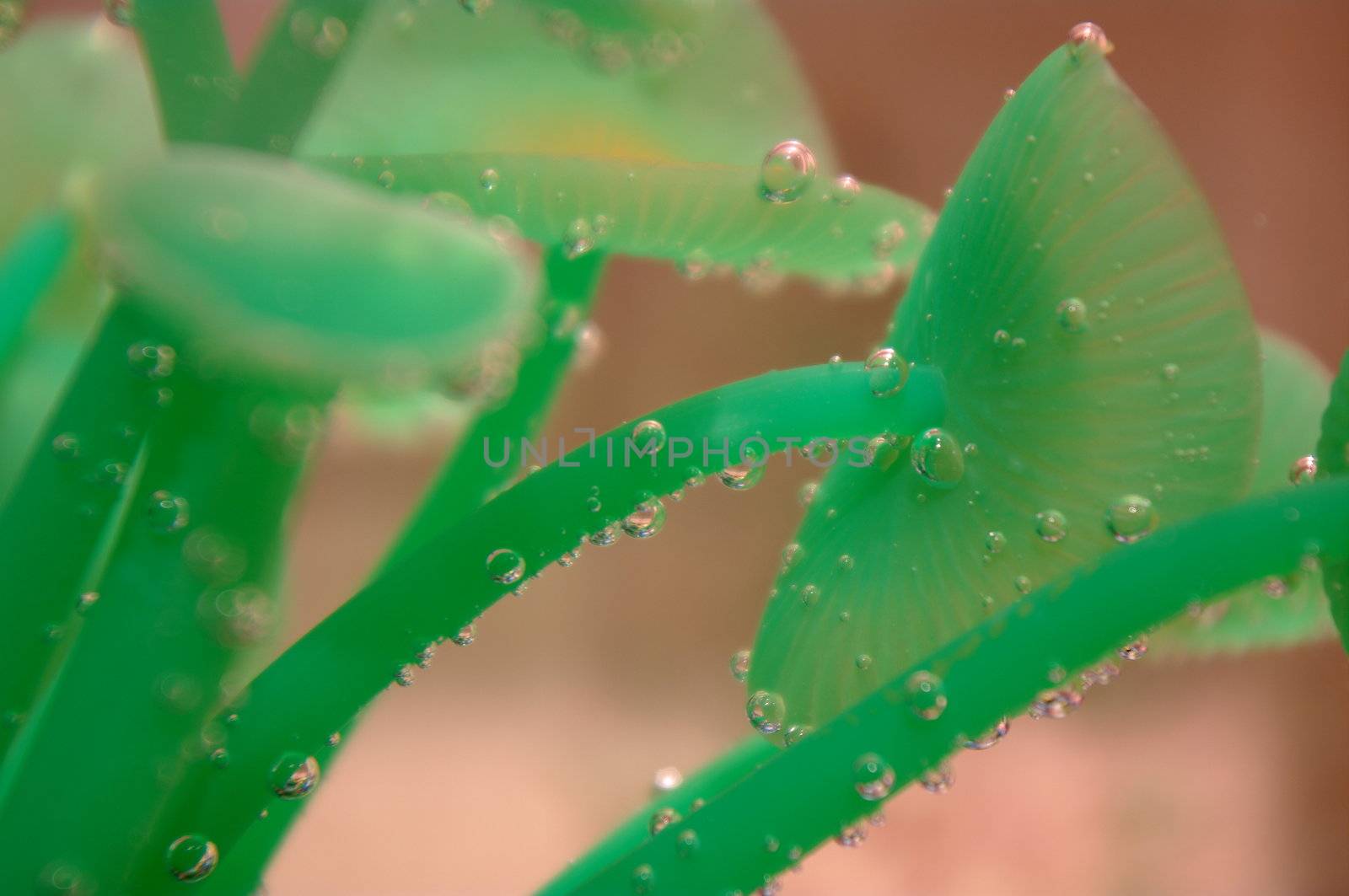 Edible seaweeds by Stoyanov