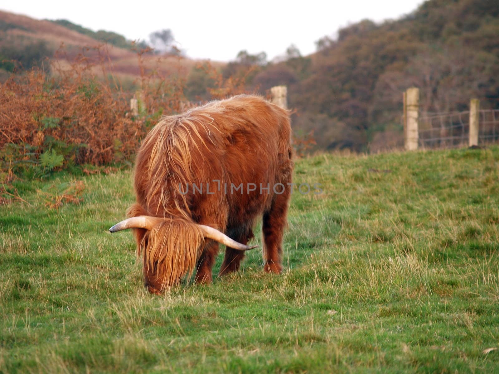 Scottish higland cow