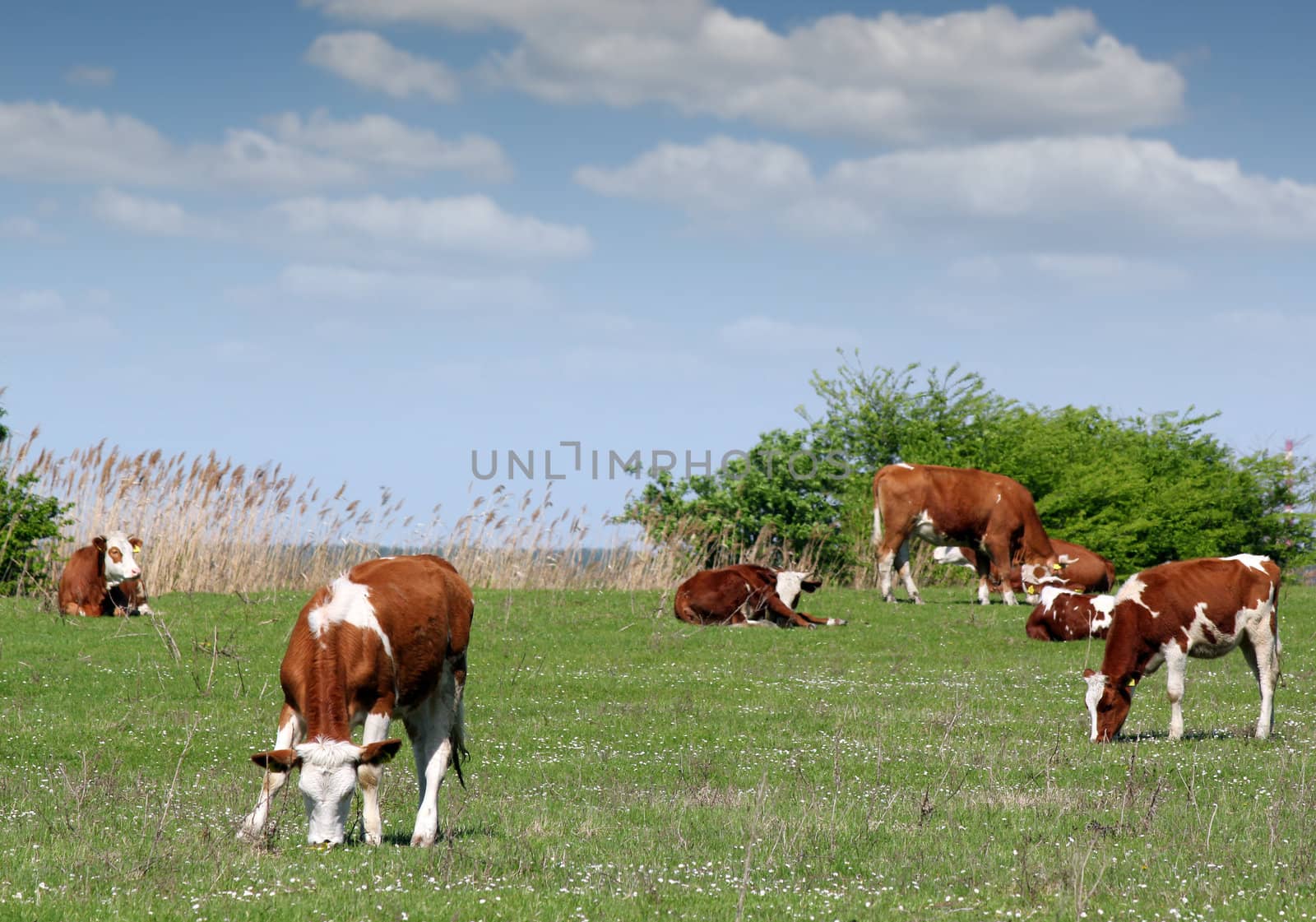 cows and calf on pasture farm scene