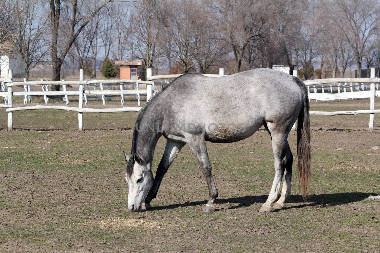 grey horse in corral farm scene