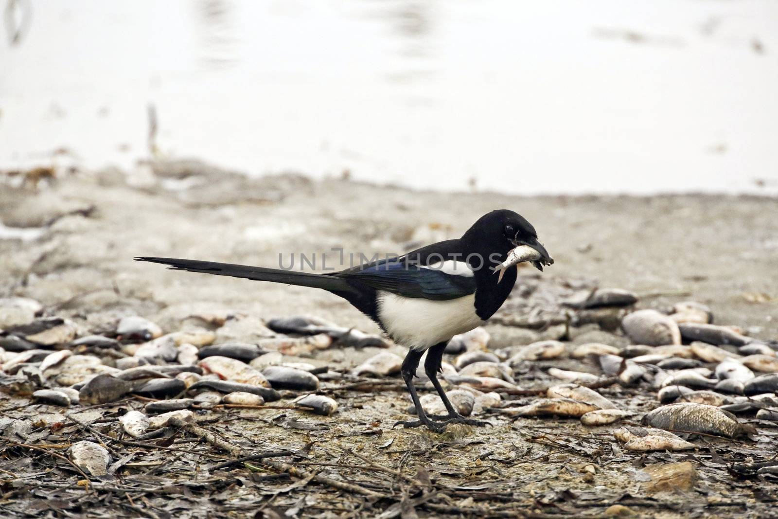 A magpie with a fish in its beak