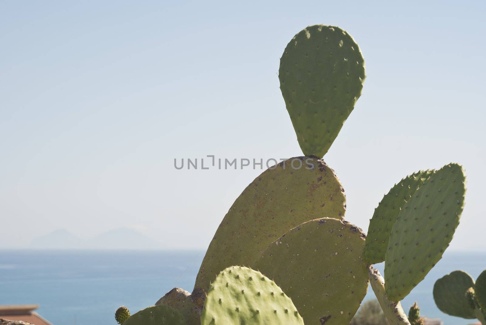 Prickly pear cactus plant and fruit and in the background the Aeolian Islands.