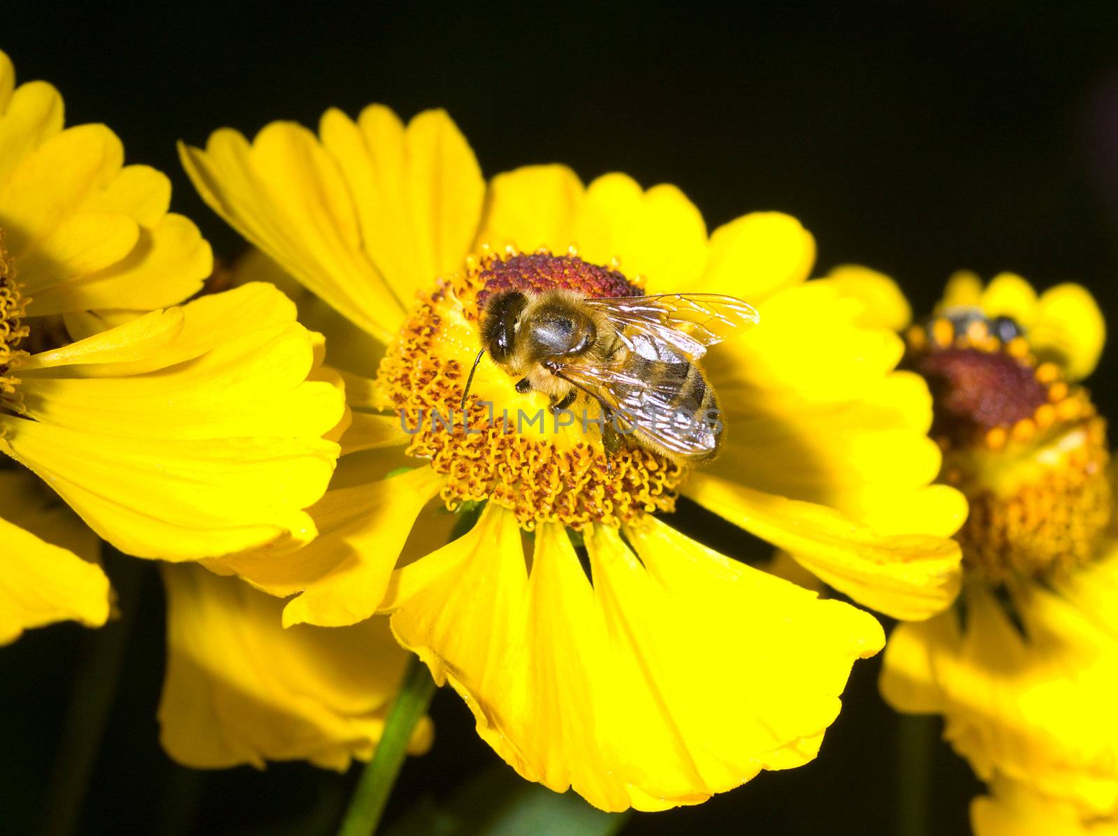 bee on yellow flower by Alekcey