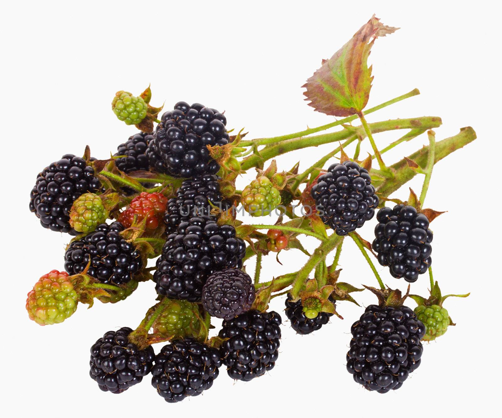 blackberry branch by Alekcey