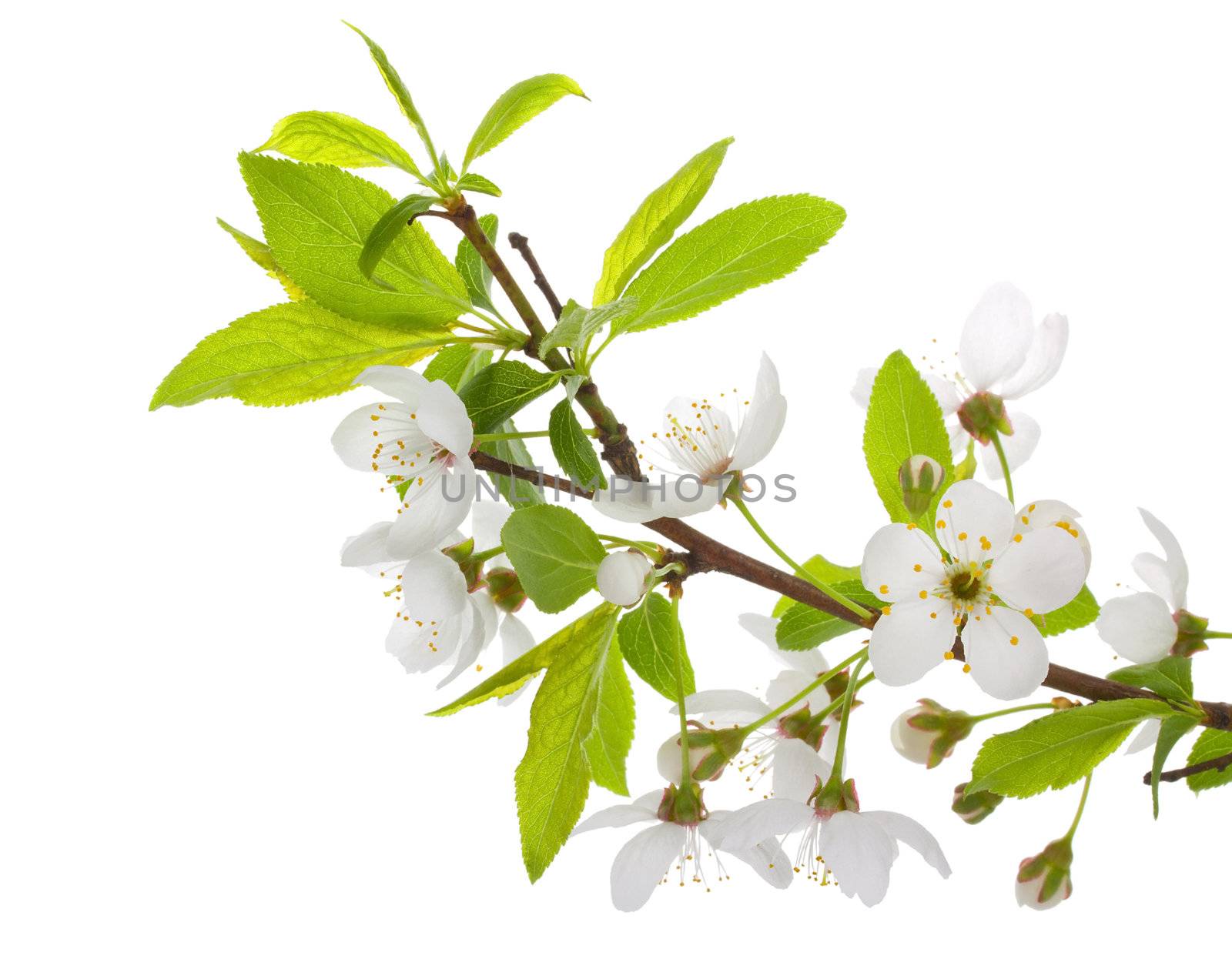 close-up blooming branch of plum tree, isolated on white