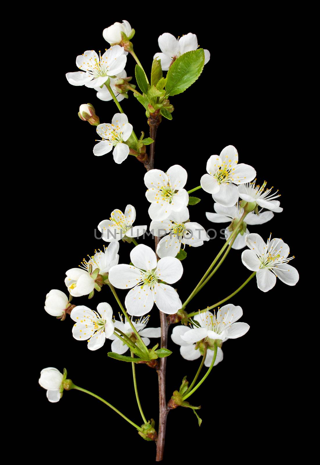 close-up blooming cherry branch, isolated on black