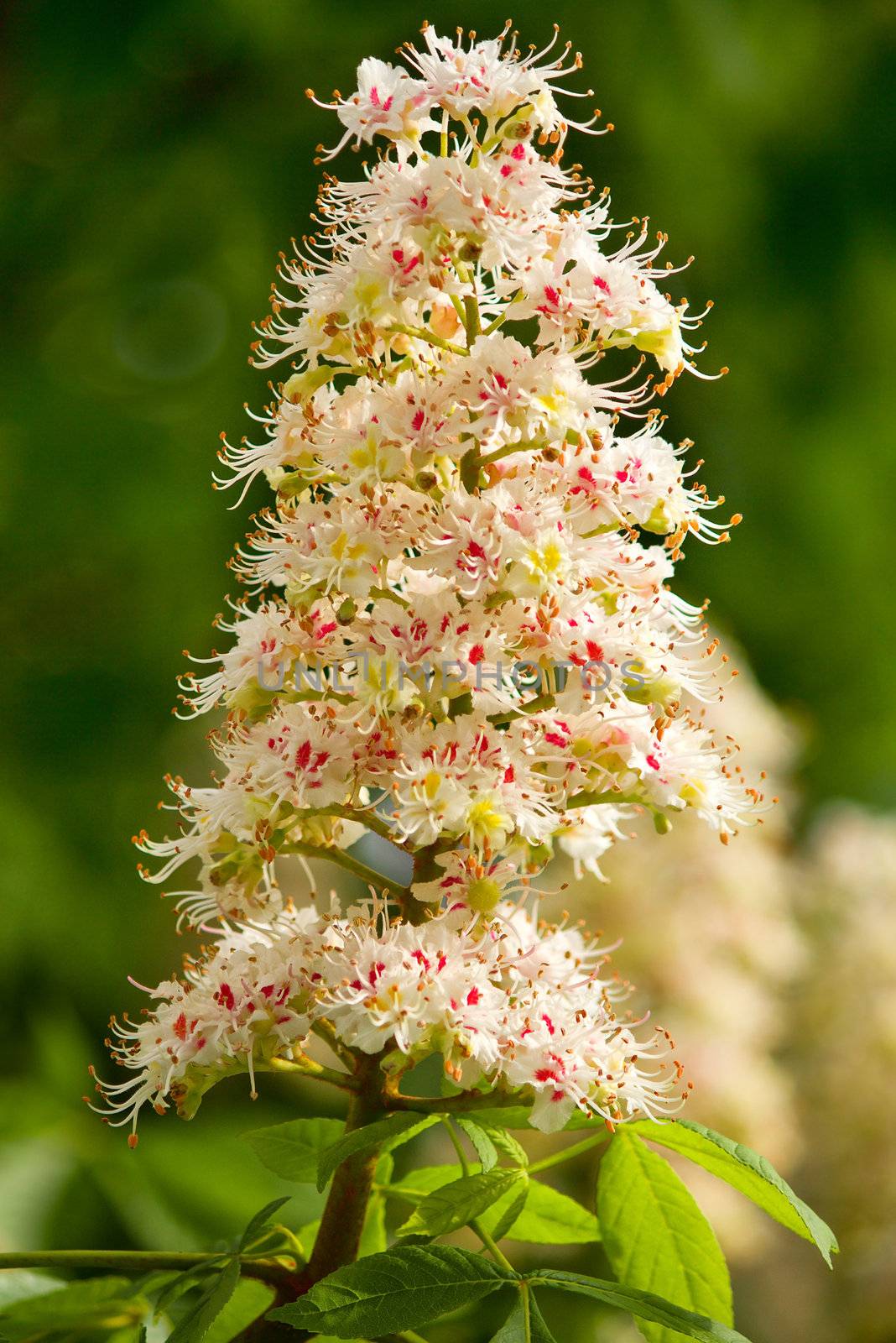 close-up blooming chestnut branch in spring