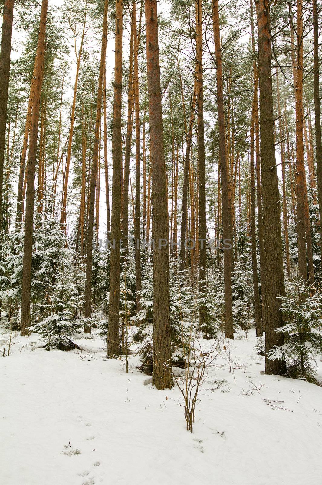 close-up coniferous forest in winter