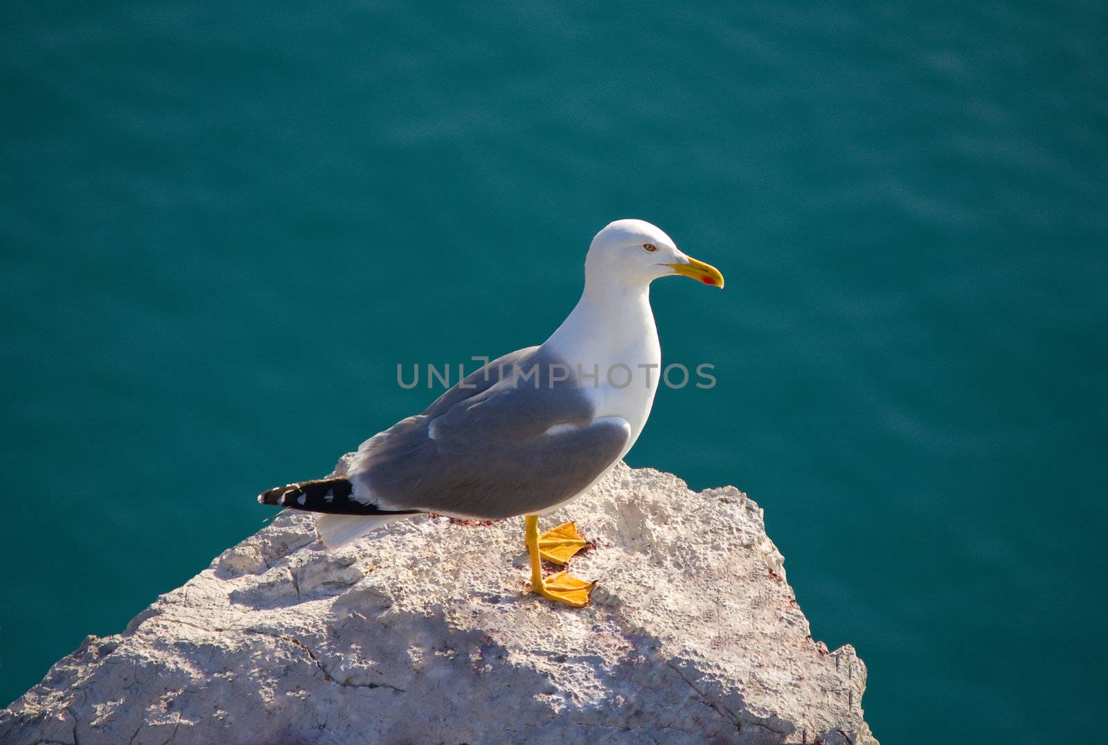 seagull on stone against blue background by Alekcey