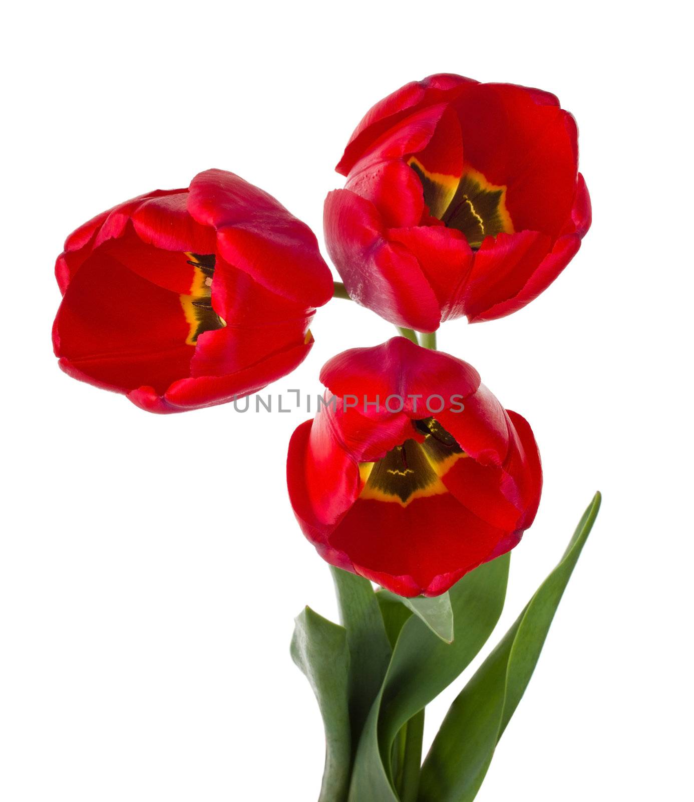 close-up red tulips bouquet, isolated on white