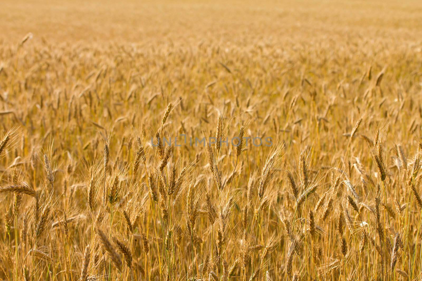 field with ripe rye background
