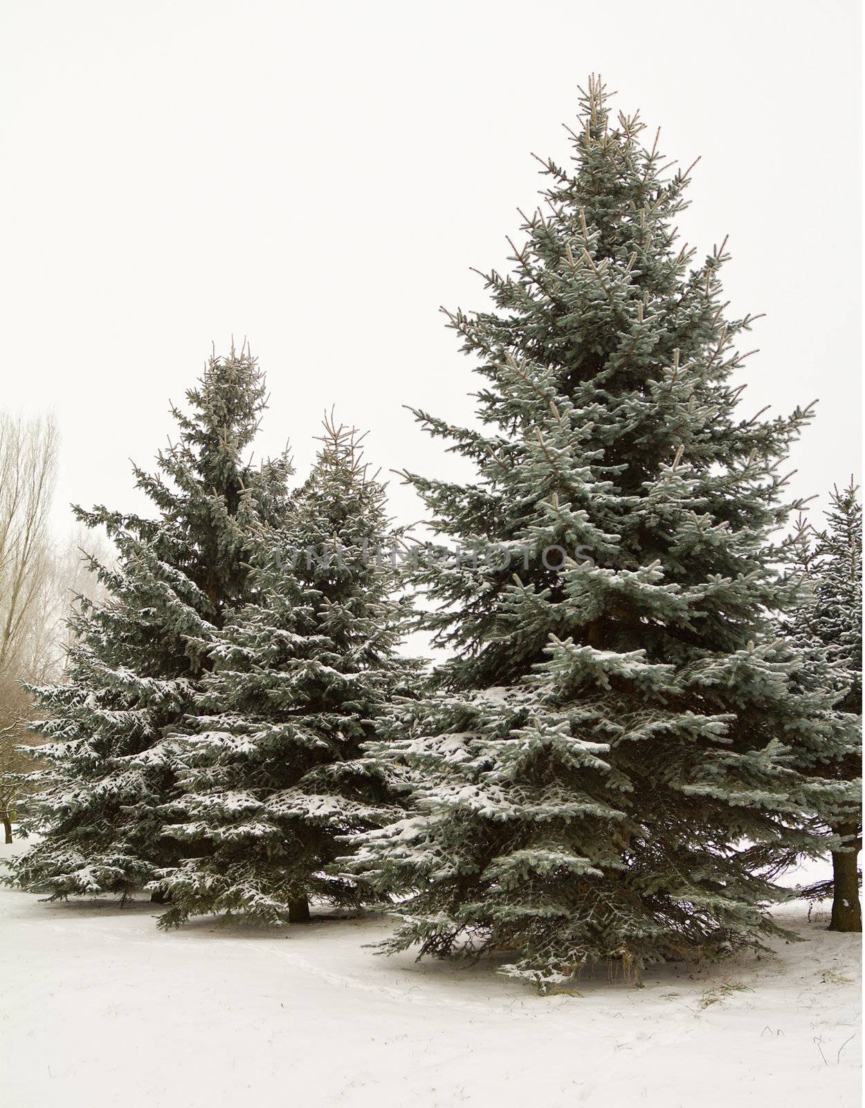 december fir trees in snow