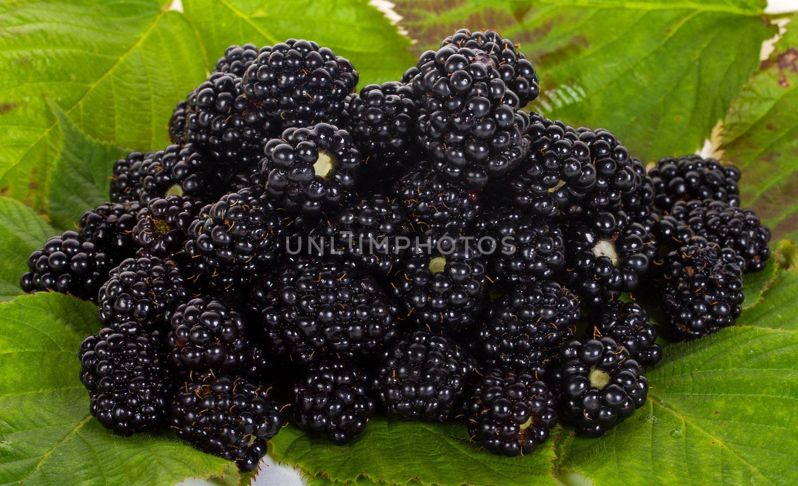 heap of blackberries on leaves by Alekcey