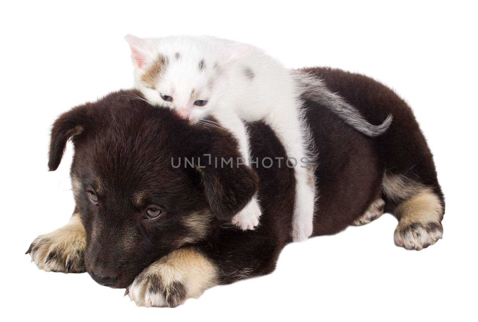 close-up puppy and cat, isolated on white