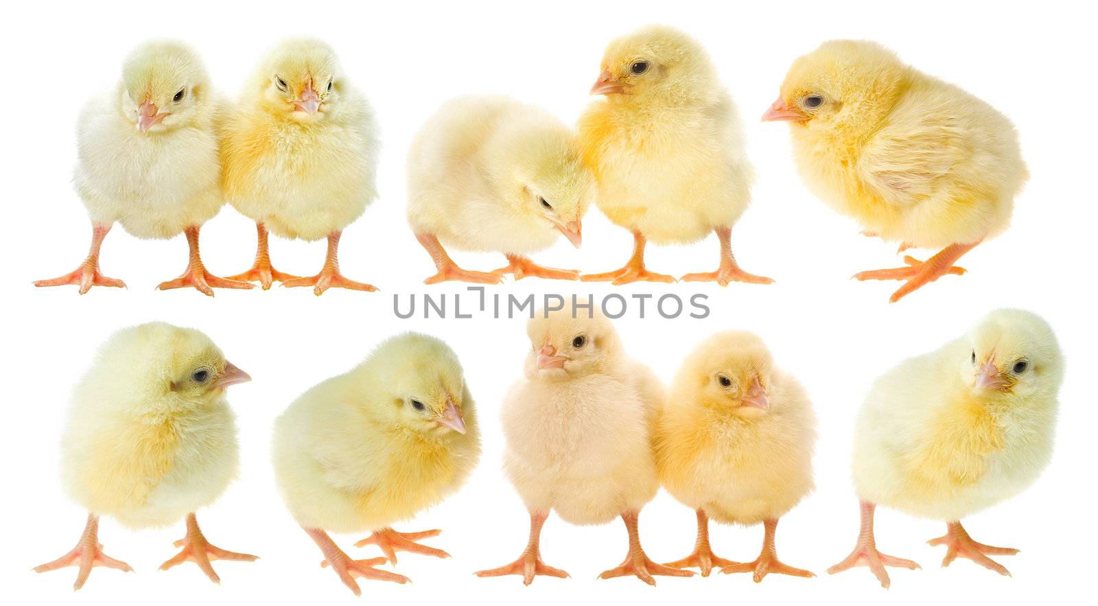 small chicks collection, isolated on white