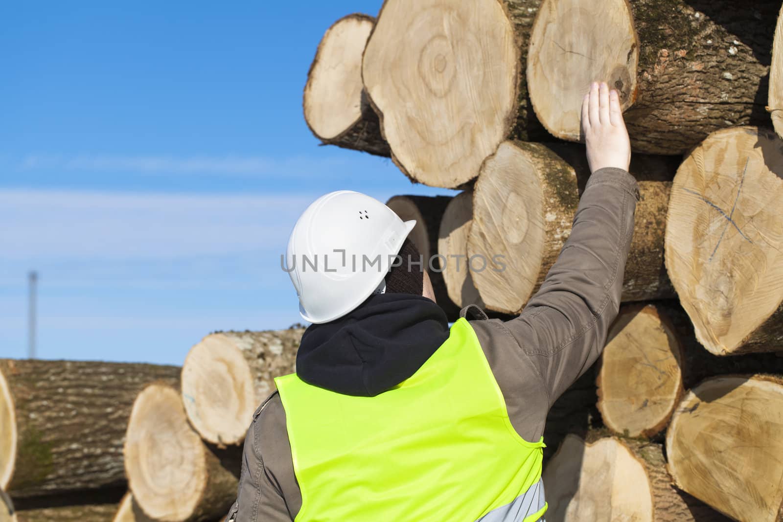 Forester near logs off the pile