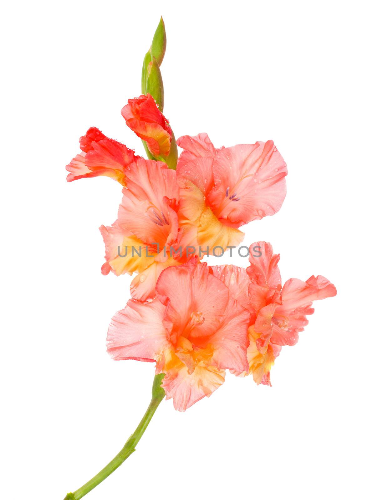 wet gladiolus flower by Alekcey