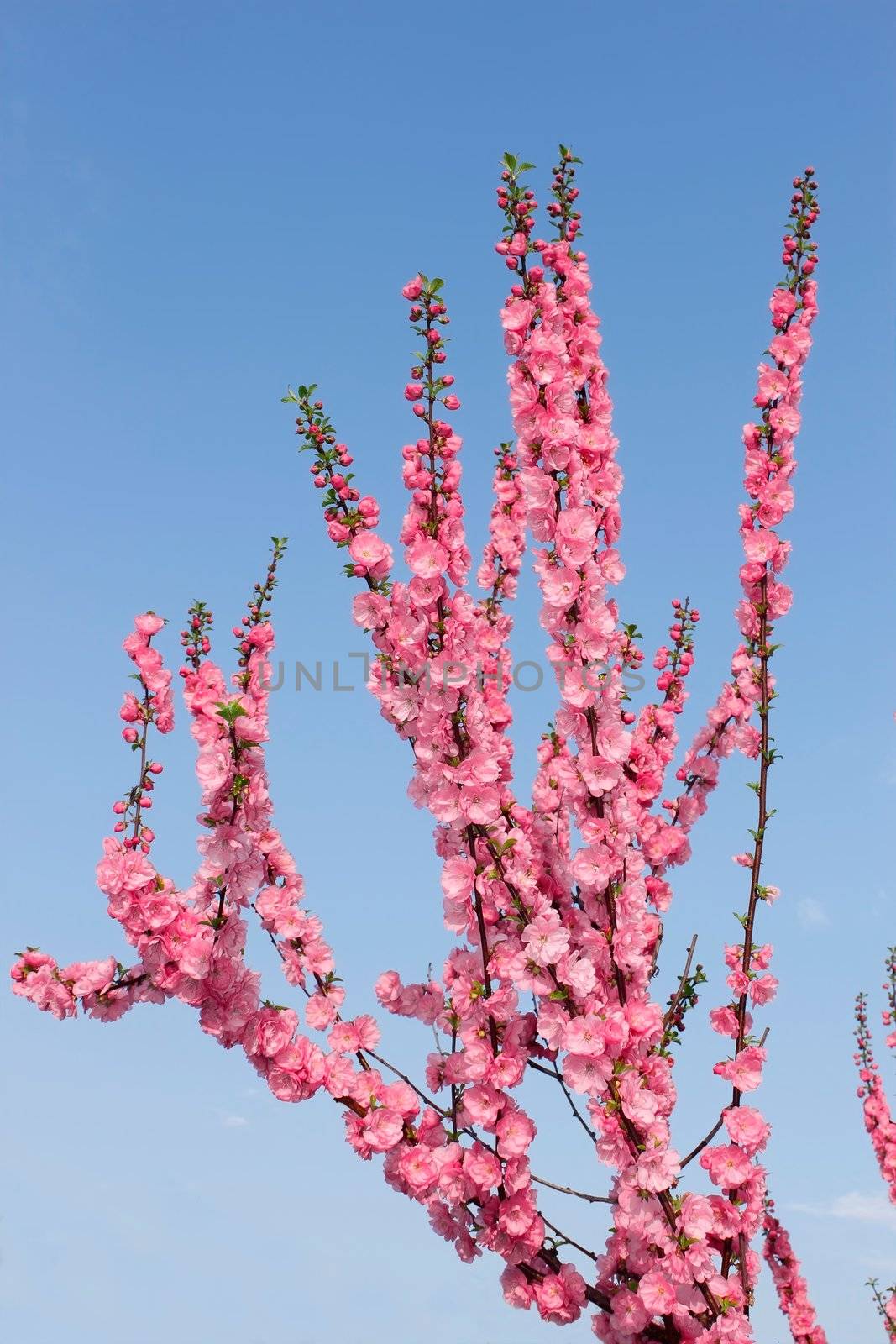 Sakura in spring season. Flowering Japanese Cherry shoots on a background of blue sky