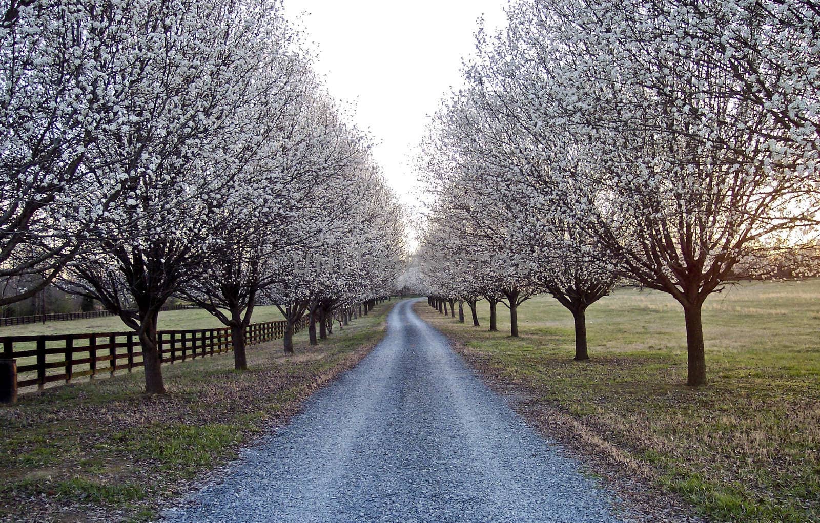 A gravel driveway with bradford pear trees in bloom