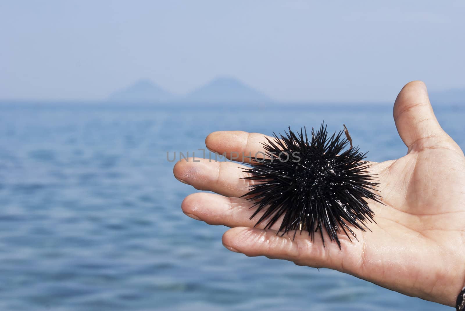 sea urchin on hand of man by gandolfocannatella