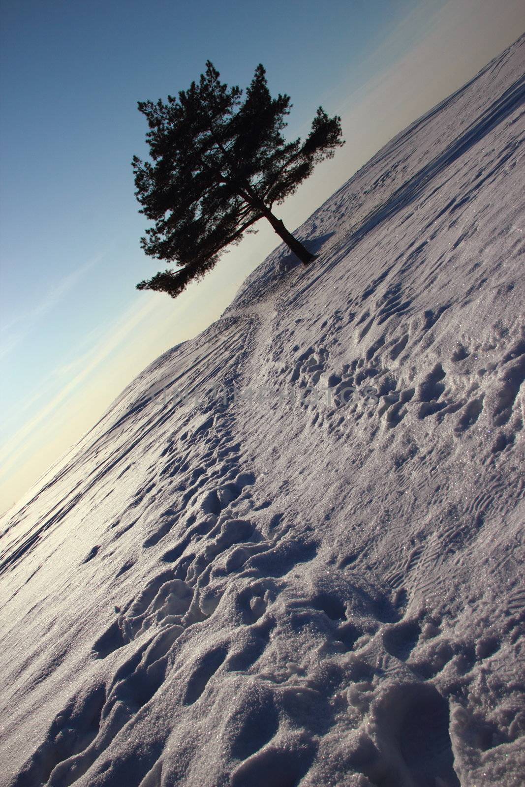 winter landscape with pine and the path to the beach