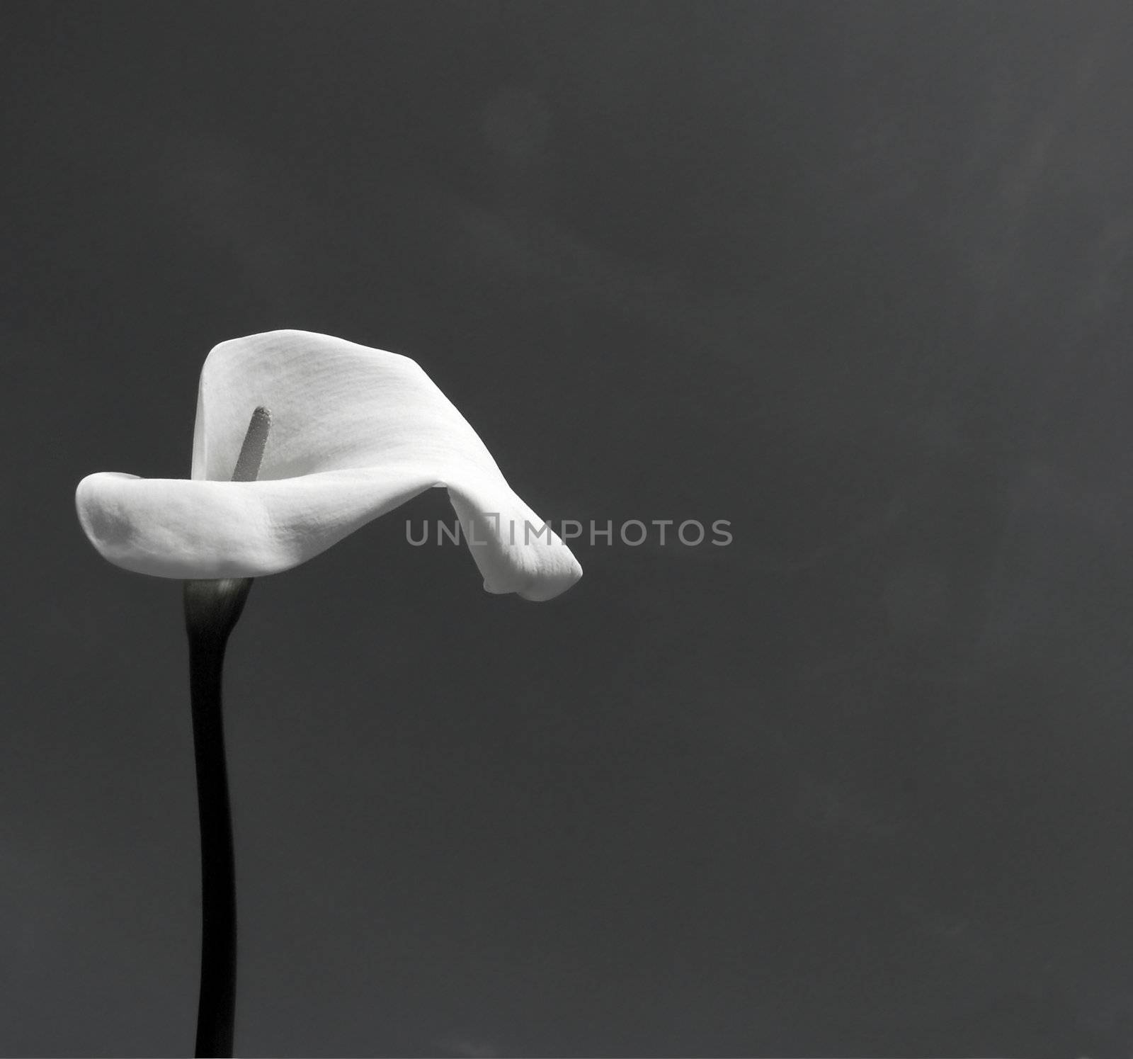 Calla  flower (Zantedeschia aethiopica) in black and white with copy space