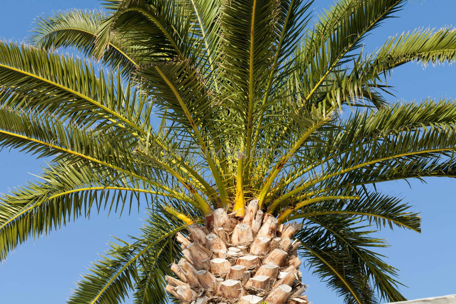 Green palm tree