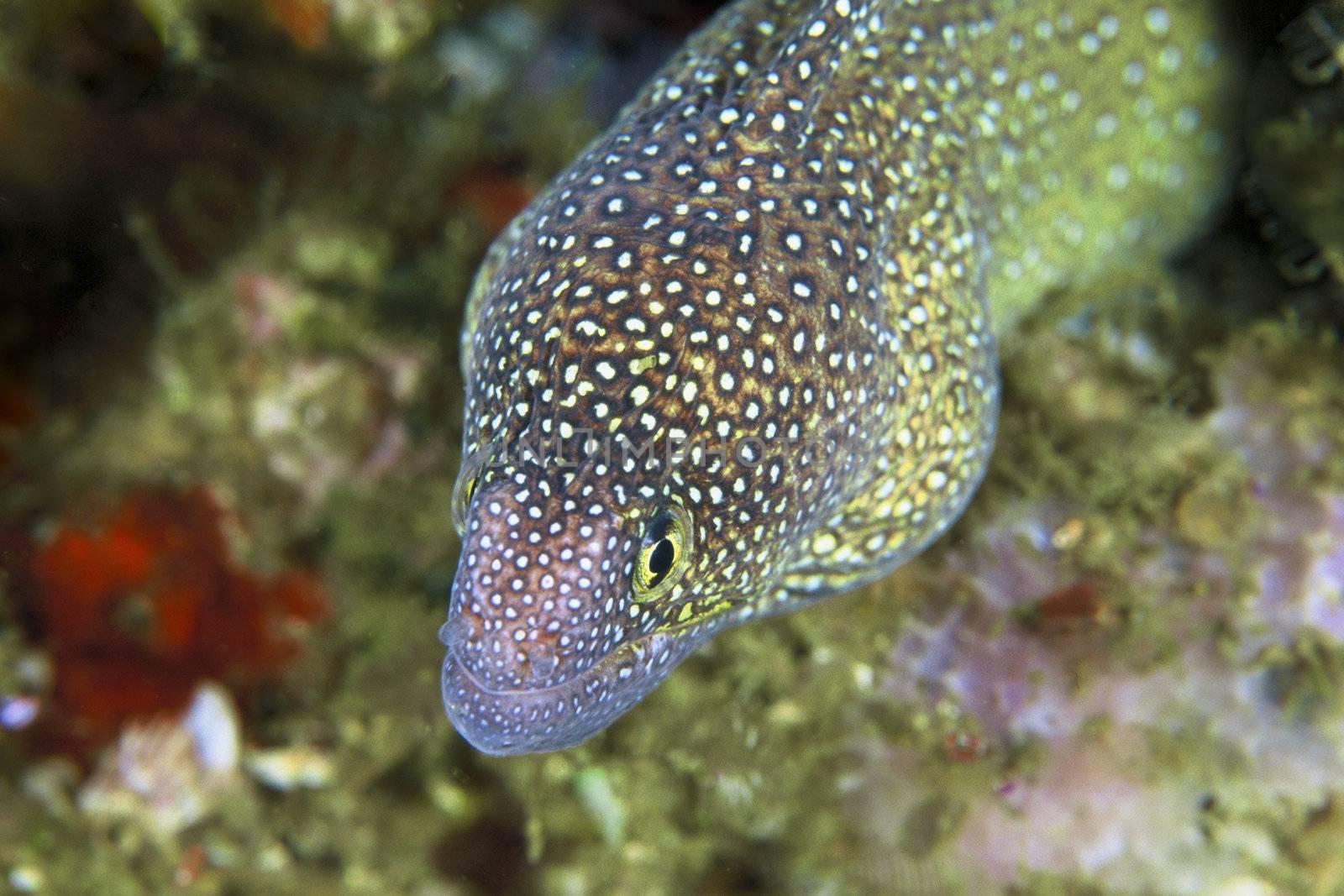 A close up on the head of a eel, Mozambique